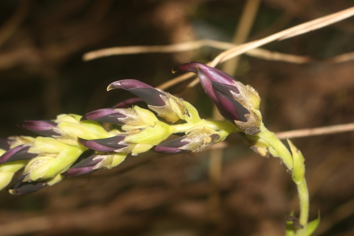 Mucuna bracteata DC. ex Kurz